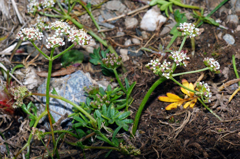 Bunium corydalinum